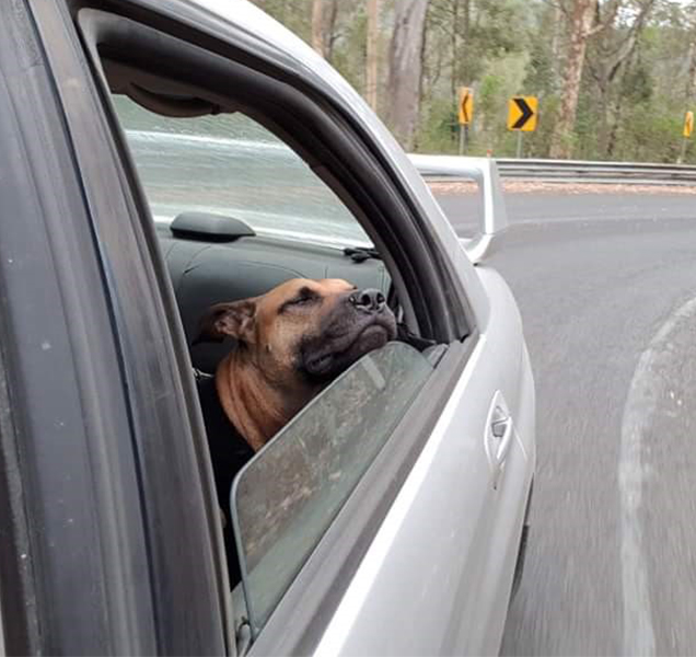 Gregory pictured relaxing in the car on the way back from a bushwalk